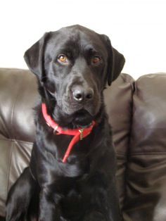 Labradors have an impeccable character. These are incredibly smart, peaceful, cheerful and agile ...