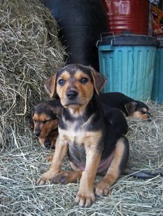 When it comes to raising the New Zealand Shepherd for work, it does not need any special exercis ...