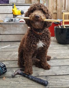 The Lagotto Romagnolo is a rare breed with an ancient history. Over the many years of its existe ...