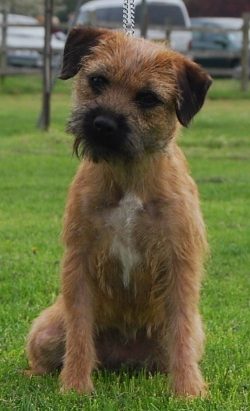 Border Terriers should not be left alone for long – this is not a breed that can be left i ...