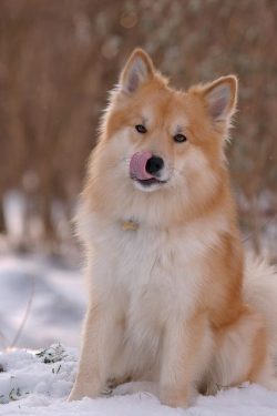 Paws, like the whole body, are strong and muscular. On the front legs, there are double dewclaws ...