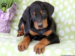 The opinion among the inhabitants that dogs of this breed are hysterical and angry is fundamenta ...