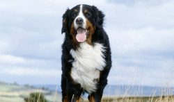 Bernese Mountain Dogs graciously accept the master’s attention, but begging for affection  ...