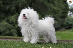 There is no exact data on the origin of the Bolognese breed, however, in medieval Italy, and in  ...