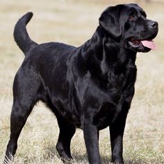 The Labrador Retriever is a breed of dog widely known not only for its usefulness, but also for  ...