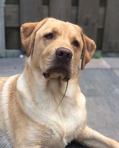 Another distinctive feature of the Labrador Retriever breed is its wonderful, legendary attitude ...