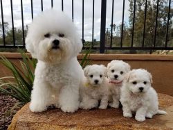 The first written mention of the Bichon Frize dog breed dates back to the 14th century, when Fre ...