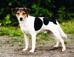 The breed has not yet become popular in all countries, so it is difficult to get a puppy. 