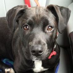 The skull is broad, but not excessively, without rough lines. The head looks powerful, but not t ...