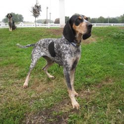 The Bluetick Coonhound is a soft but energetic medium to large-sized hound. This breed is intell ...