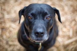 Such animals are very cheerful, they love activity. They need to walk once or twice a day. At th ...