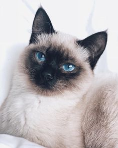 The Siamese breed is quite common, so there will be no particular difficulties in acquiring a ki ...