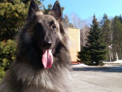 Currently, the Tervuren, in addition to the above functions, is also used as K-9 police dogs, in ...