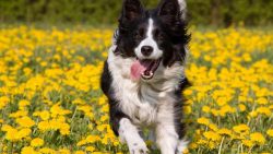 The Border Collie has recently taken part in American Kennel Club shows, but this event has been ...