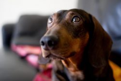 Gradually, German breeders cultivated such external characteristics of dachshunds as short statu ...