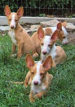 The Ibizan Greyhound is strong, flexible, and energetic, with dry and strong muscles, with a bal ...