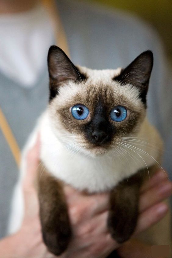 Siamese cats have a tendency to molt in the spring and fall like other cat breeds, so more frequ ...