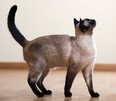 The Siamese cat, as a true representative of the Siamese-oriental group, is very demanding of fo ...