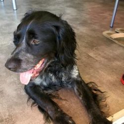 The Blue Picardian Spaniel looks more like a setter than a spaniel. He has a lighter bone, thinn ...