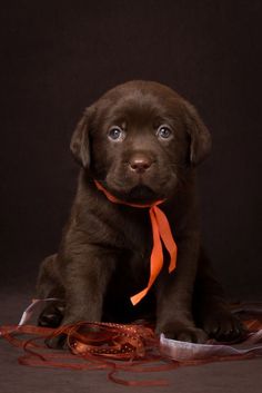 Happiness overwhelms these dogs when they are with their family. They love to run, swim, play wi ...