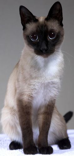 The active and social Siamese will be the perfect choice for families with children and dogs who ...