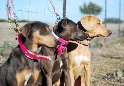 This is a medium-sized dog with a light, balanced but powerful build. Their movements indicate s ...