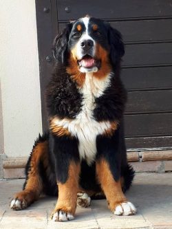 The ears of the Bernese Mountain Dog should be examined once a week. If you are walking an anima ...