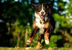 When Rome fell, these tribes took over territories that once belonged to the Romans. So the dogs ...