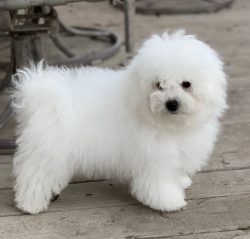 They are kind and cute animals with a lively, open character. They love to play with their famil ...