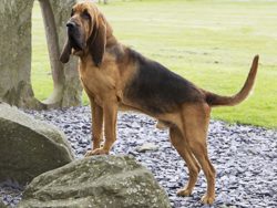 The most problematic parts of the body in terms of grooming are the head and ears of the dog. In ...
