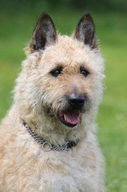 In no case should you treat a puppy rudely, punish him for trifles. Otherwise, you will grow up  ...