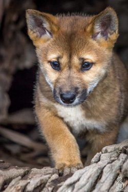 The ears are triangular, erect with a rounded tip, very expressive and located at the top of the ...