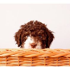 The Lagotto Romagnolo is known for helping to find truffles. Possesses a unique scent, learning  ...