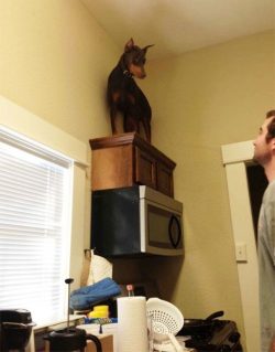 The Doberman is a dog that most amazingly combines high intelligence and devotion, fearlessness  ...
