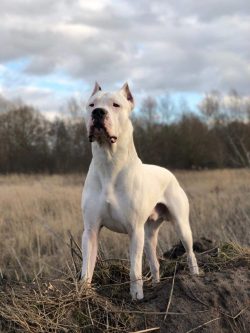 Moreover, the Dogo Argentino breed will not only tear your favorite slippers – these pets  ...