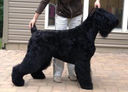 The Russian Black Terrier will need at least 30 minutes a day of active training. This moment is ...