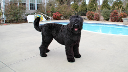 When keeping the Russian Black Terrier, it is advisable to enclose the yard with a reliable fence. 