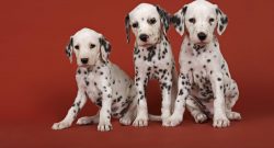 History records a case when British pilots used the help of a Dalmatian. Under the leadership of ...