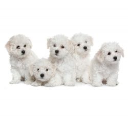 The Bichon Frize is considered a wonderful pet in all respects with a playful and at the same ti ...