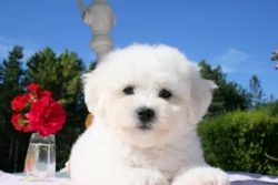 Bichons are active dogs, but due to their small size, they do not need a lot of space for play a ...