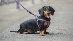 To the surprise of many, a 2008 study by Applied Animal Behavior Science found the Dachshund to  ...