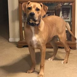 Bred in the southern United States, the Yellow and Black Mouth Cur was originally intended to be ...