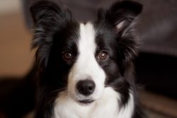 These Border Collies are valued for their keen eyesight and attentiveness. The Border Collie is  ...