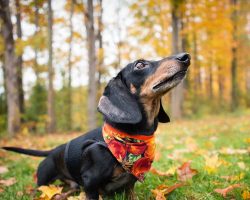 There were dachshunds from hounds. These animals inherited the trait of a tracker. They happily  ...