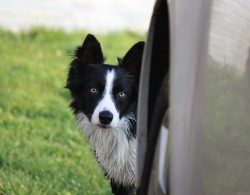 If you see the Border Collie at least once at her favorite pastime – grazing sheep, you wi ...