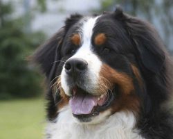 The Bernese Mountain Dog is considered a poor health breed. They have a short lifespan during wh ...
