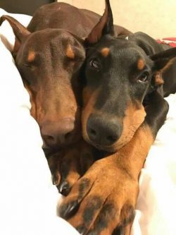 Careful socialization and obedience training from an early age is very important for this breed. ...