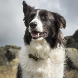 The Border Collie is of medium size. Its weight can vary from 14 to 22 kilograms. The excessive  ...