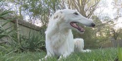 Dogs of this breed need your attention and constant communication. Therefore, if you cannot be c ...