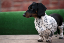 Each dachshund’s coat has a specific purpose: the wire-haired coat protects the dog in the ...